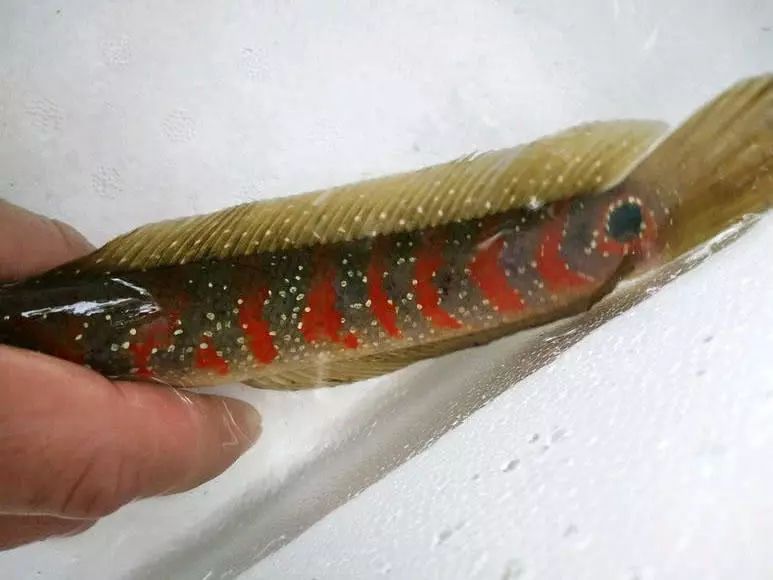 龍魚鱗掉了會長么：關于龍魚鱗片掉落后的恢復情況的詳細介紹