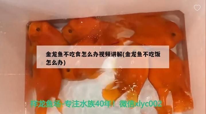紅龍魚必須用側(cè)燈嗎：紅龍魚是否必須使用側(cè)燈
