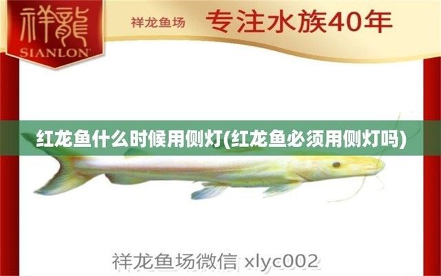 紅龍魚必須用側燈嗎：紅龍魚是否必須使用側燈