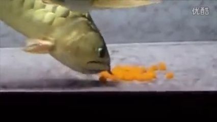 龍魚口孵（龍魚爸爸將魚卵含在嘴里，100天不吃不喝）