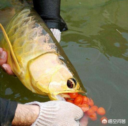 龍魚口孵（龍魚爸爸將魚卵含在嘴里，100天不吃不喝）