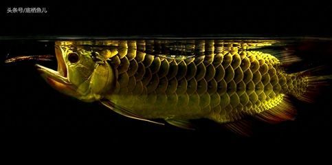 龍魚口孵（龍魚爸爸將魚卵含在嘴里，100天不吃不喝）