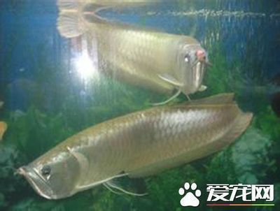 最小型的龍魚品種有哪些？：探討最小型的龍魚品種時(shí)