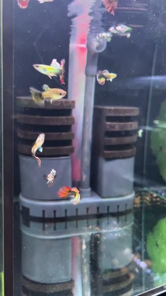 孔雀龍魚介紹視頻播放