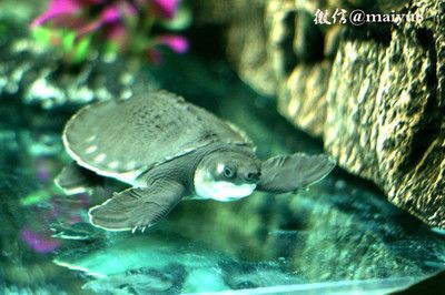哪個品牌的龍魚缸性價比最高呢：探索龍魚缸性價比之王，選擇最適合您的品牌