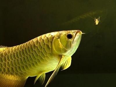 龍魚不讓進口【龍魚可以進口嗎？】