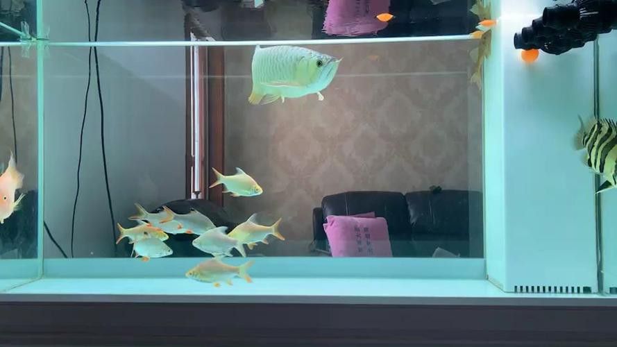 白條過背金龍魚圖片大全