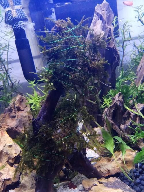 白條過背金龍魚圖片大全