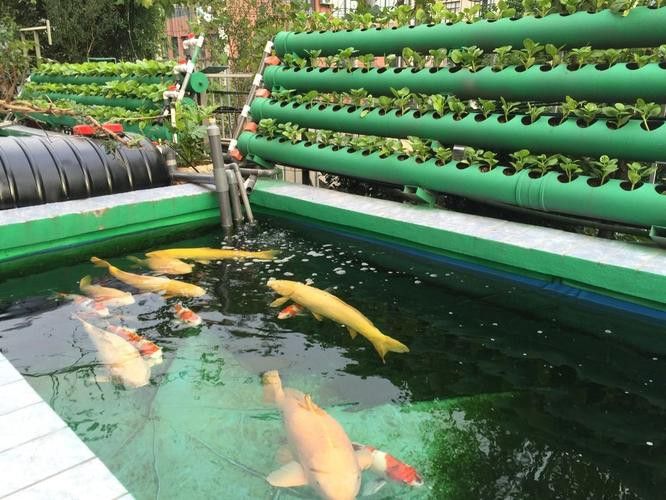 白條過背金龍魚圖片大全