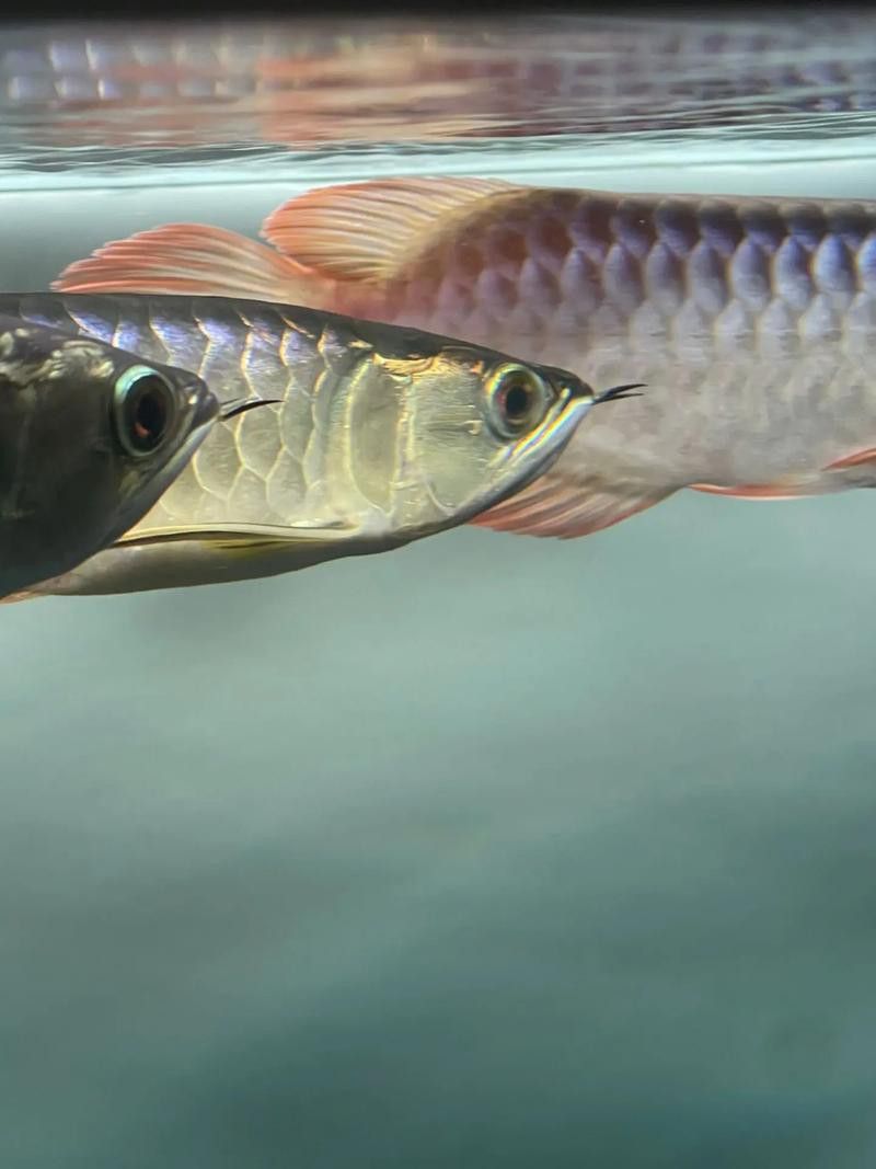 白條過背金龍魚圖片大全