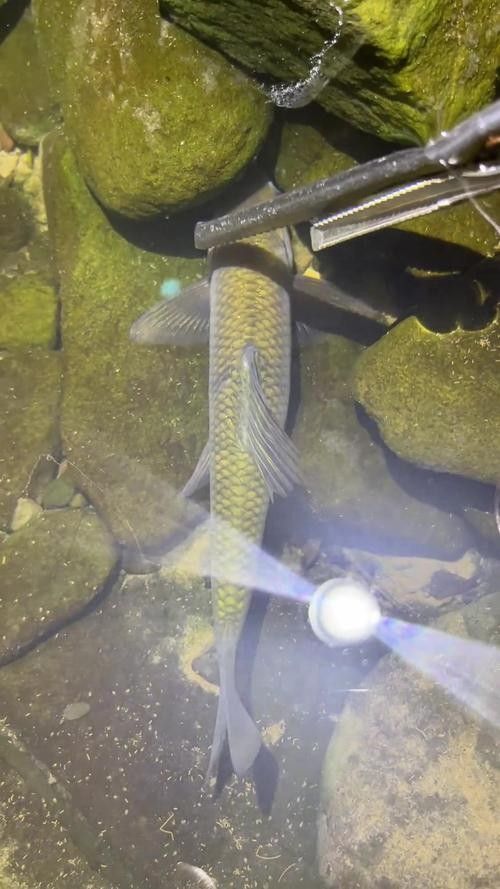 銀龍魚嘴巴前面爛掉怎么回事圖片大全