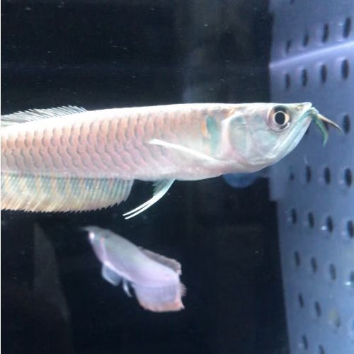 銀龍魚嘴巴前面爛掉怎么回事圖片大全