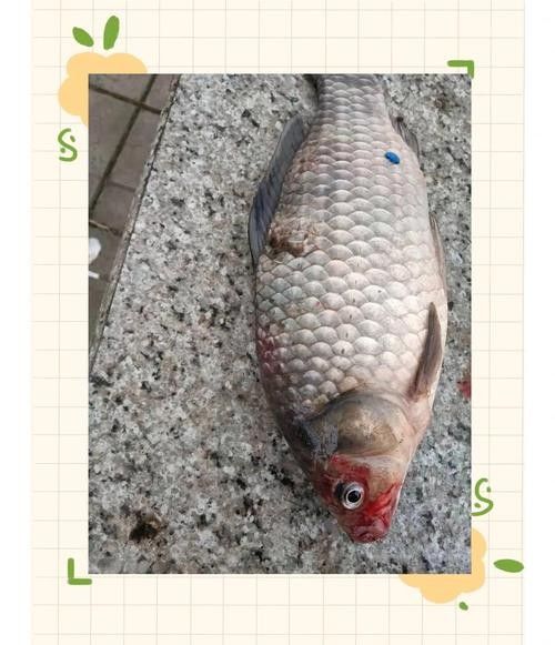 銀龍魚嘴巴前面爛掉怎么回事圖片大全