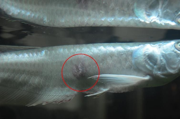 銀龍魚嘴巴前面爛掉怎么回事圖片大全