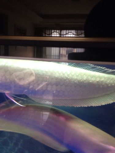 銀龍魚嘴巴前面爛掉怎么回事圖片大全