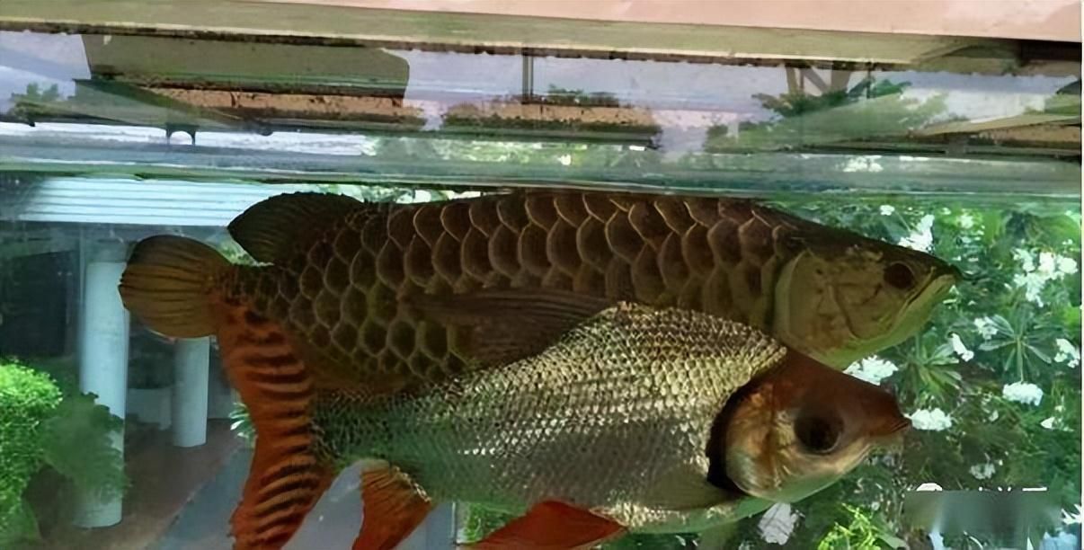 購買龍魚商家提供什么資料（網購龍魚時，商家提供的資料以確保購買過程的正規性和安全性）