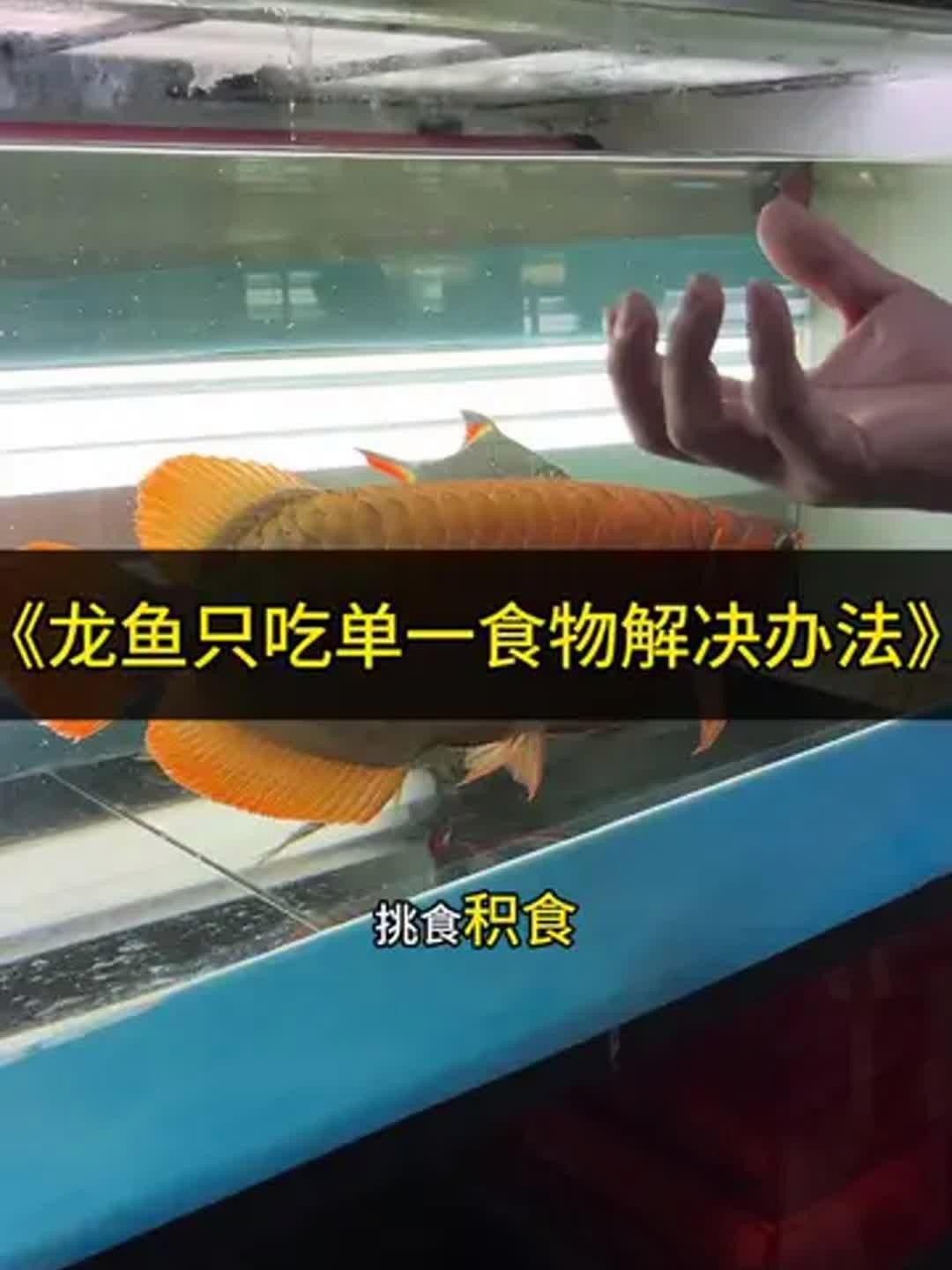 紅龍魚不吃東西應(yīng)該怎么辦？