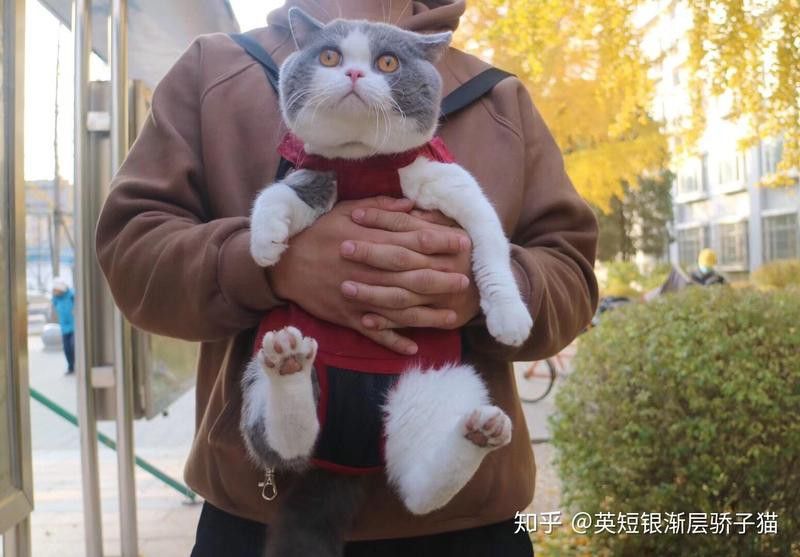 龍貓和貓哪個更適合家養？