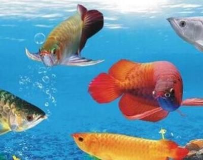 龍魚賣多少錢一條：龍魚價(jià)格受多種因素影響