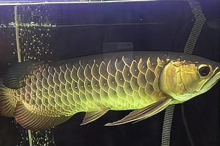龍魚有野生的嗎？：龍魚是否有野生的種類？