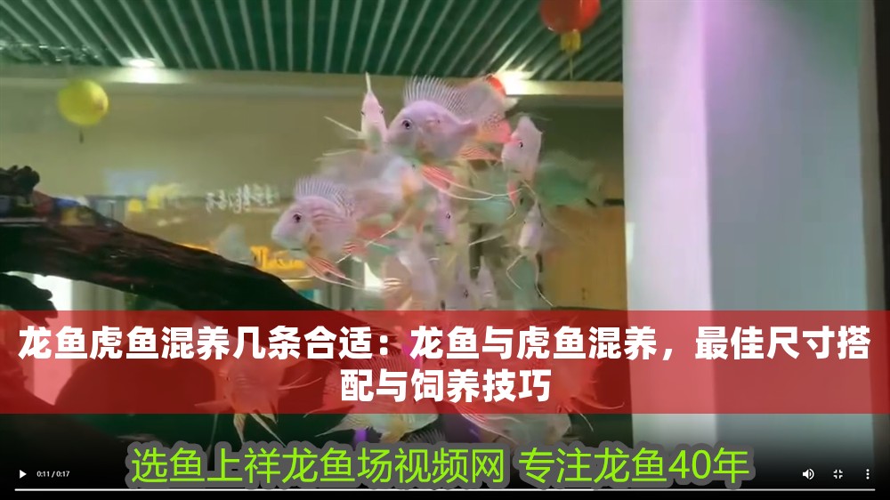 龍魚(yú)虎魚(yú)混養(yǎng)幾條合適：龍魚(yú)與虎魚(yú)混養(yǎng)，最佳尺寸搭配與飼養(yǎng)技巧