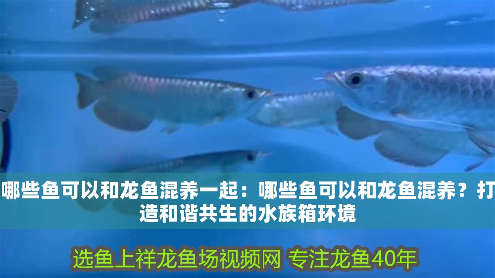 哪些魚可以和龍魚混養(yǎng)一起：哪些魚可以和龍魚混養(yǎng)？打造和諧共生的水族箱環(huán)境