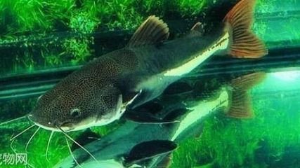 養龍魚要多寬的魚缸合適：養龍魚要多寬的魚缸合適呢？ 養龍魚要多寬的魚缸合適：養龍魚要多寬的魚缸合適呢？ 龍魚百科 第3張