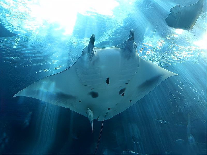 魔鬼魚的品種有哪些