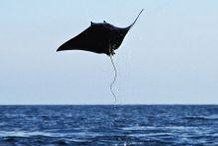 魔鬼魚的品種有哪些