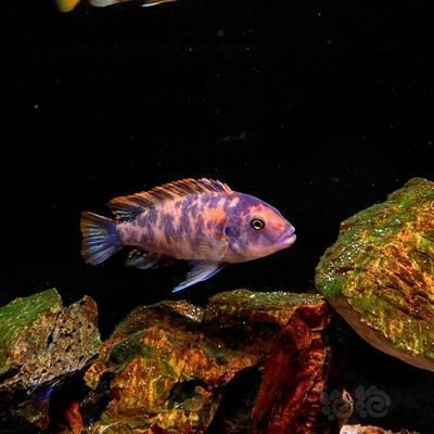 龍魚與三湖慈鯛混養的可能性（三湖慈鯛和龍魚混養的可能性較低）