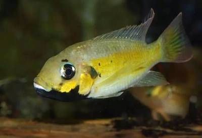 龍魚與三湖慈鯛混養的可能性（三湖慈鯛和龍魚混養的可能性較低）