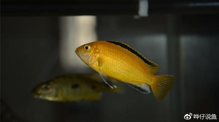龍魚與三湖慈鯛混養的可能性（三湖慈鯛和龍魚混養的可能性較低）