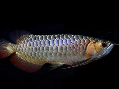 金龍魚粗框好還是細框好：金龍魚的粗框與細框各有其獨特的魅力和特點，無法簡單地判斷哪一種更好