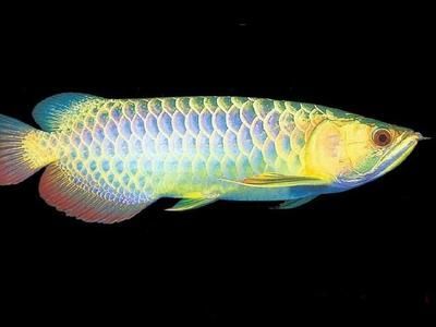 金龍魚粗框好還是細框好：金龍魚的粗框與細框各有其獨特的魅力和特點，無法簡單地判斷哪一種更好