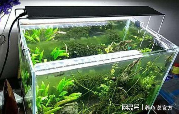 龍魚缸一天開幾小時燈：關(guān)于龍魚缸光照時間的詳細(xì)信息