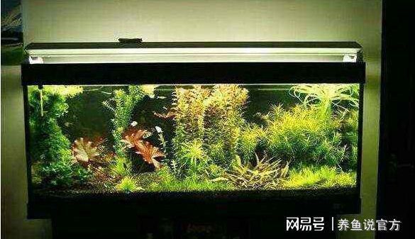 龍魚缸一天開幾小時燈：關(guān)于龍魚缸光照時間的詳細(xì)信息