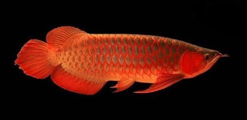 紅龍魚 燈光強度多少合適（紅龍魚燈光強度應該根據龍魚的成長階段和水族箱的尺寸來調整）