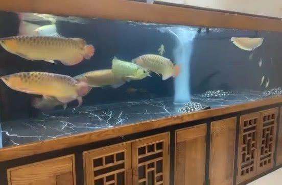 龍魚可以買保險嗎（觀賞魚是否可以購買保險）