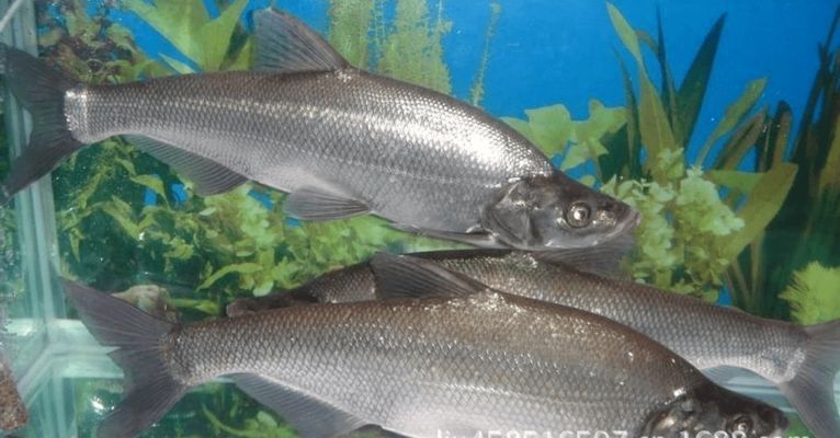 龍魚可以買保險嗎（觀賞魚是否可以購買保險）