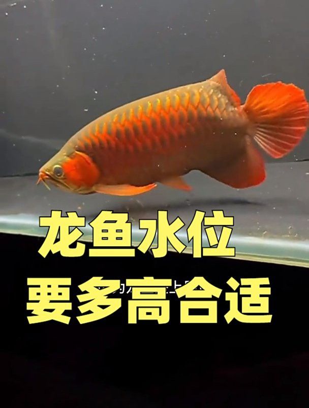 有哪些龍魚適合高水位環境？