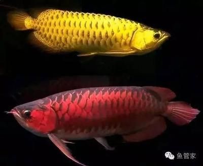 龍魚身體傾斜（龍魚身體傾斜可能由多種原因引起）