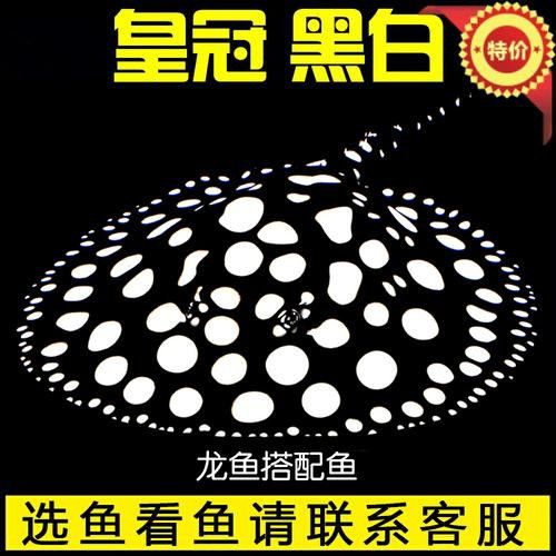 跟龍魚混養(yǎng)的魚有哪些品種圖片