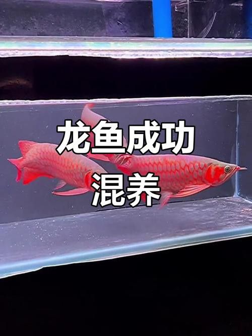 跟龍魚混養(yǎng)的魚有哪些品種圖片