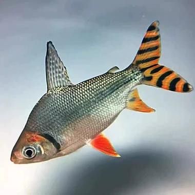 跟龍魚混養(yǎng)的魚有哪些品種圖片