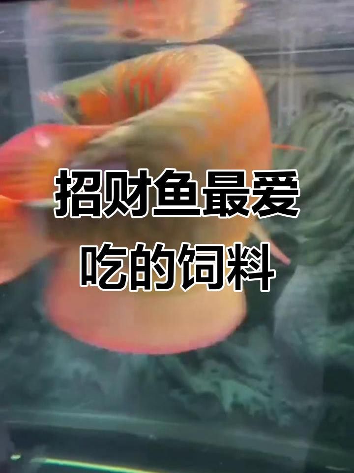 如何選擇適合紅龍魚的飼料？