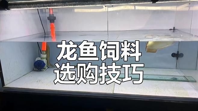 如何選擇適合紅龍魚的飼料？