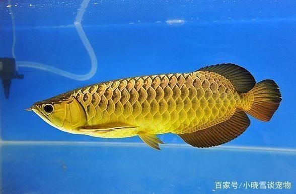 如何調(diào)節(jié)龍魚光照時(shí)間：調(diào)節(jié)龍魚光照時(shí)間是一項(xiàng)重要的養(yǎng)護(hù)措施，影響龍魚健康和色彩表現(xiàn)