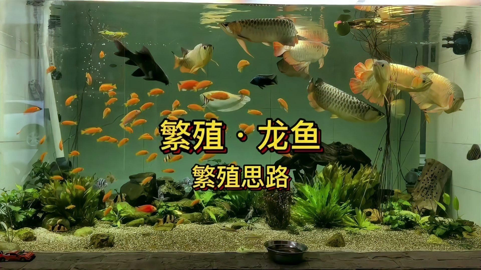 龍魚的繁殖方法