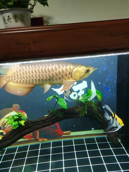 龍魚體型脊背凸起圖片