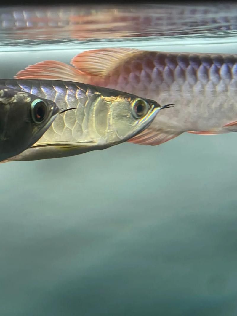 龍魚體型脊背凸起圖片